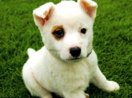 Домашние животные официально стали личными психотерапевтами