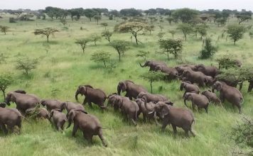 Дроны будут использовать в качестве загонщиков для слонов