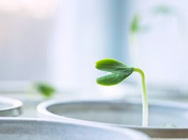 Рефлексы собак Павлова нашли и у растений