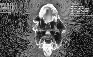 Прошел конкурс видеороликов, снятых под микроскопом