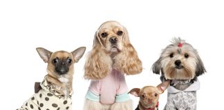 Товары для собак