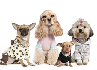 Товары для собак