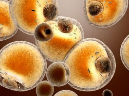 Отключив один белок можно снизить уровень ожирения