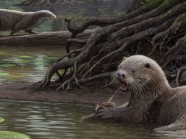 Ученые обнаружили останки гигантской выдры