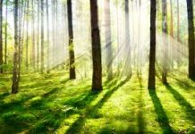 Ученые создают лазер для создания «облачных» деревьев