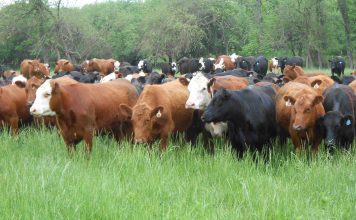 Коровы выделяют меньше метана при «дубильном» рационе