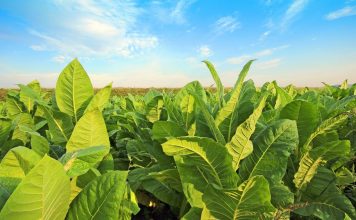 Ученые придумали, как улучшить растения, без генетических изменений
