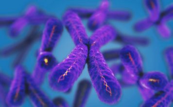 Найден белок способный продлить молодость