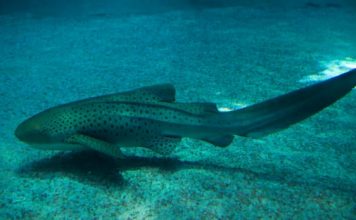 Появилась акула, которая заменила половое размножение бесполым