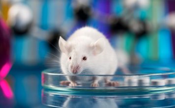 Лазер вызывает у мышей ярость