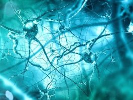 Ученые выяснили каким образом мозг контролирует иммунитет