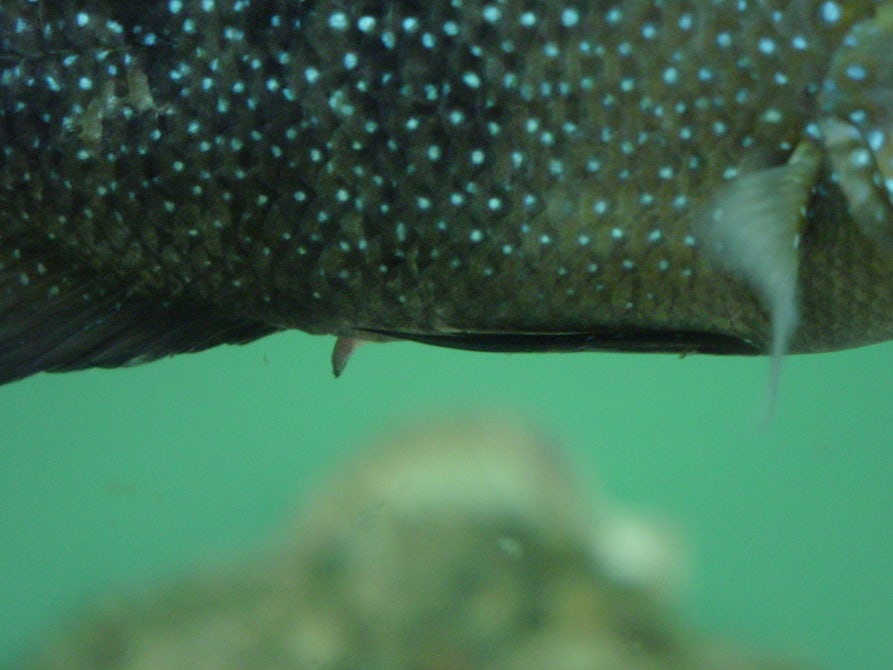 Ученый рассказал, как мелкие самцы рыбы хитростью продолжают свой род