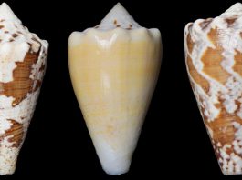 Ученые нашли альтернативу опиоидным болеутоляющим