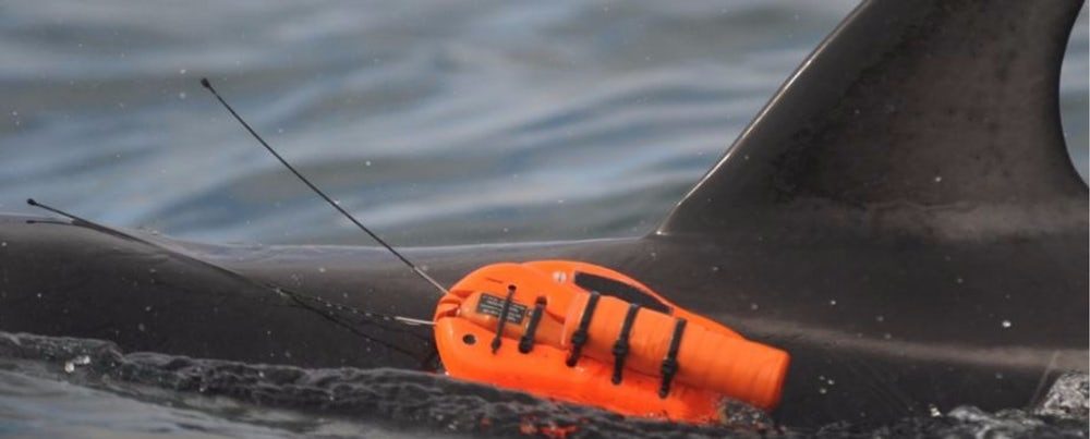Ученые разработали новую методику наблюдения за дельфинами