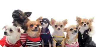 одежда для собак