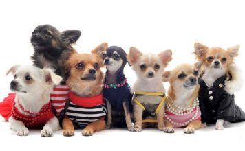 Как выбрать одежду для собаки? одежда для собак