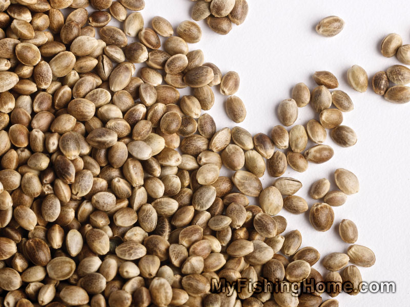Как выглядят семена конопляные как сажать пророщенные семена марихуаны