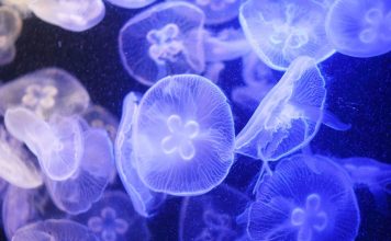 Глубоководных обитателей океана ждет массовый голод