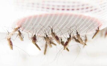 Малярийные паразиты умеют «вызывать такси»