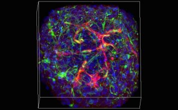 Ученые создали мозг, который самостоятельно развивается