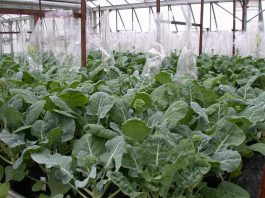 В Великобритании нашли решение нехватки зелени