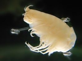 Ученые обнаружили химические загрязнители в организме глубоководных креветок