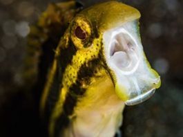 Ученые обнаружили опиоиды в яде рифовой рыбки