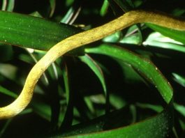 На Гуаме нашествие змей уничтожает все живое, включая деревья