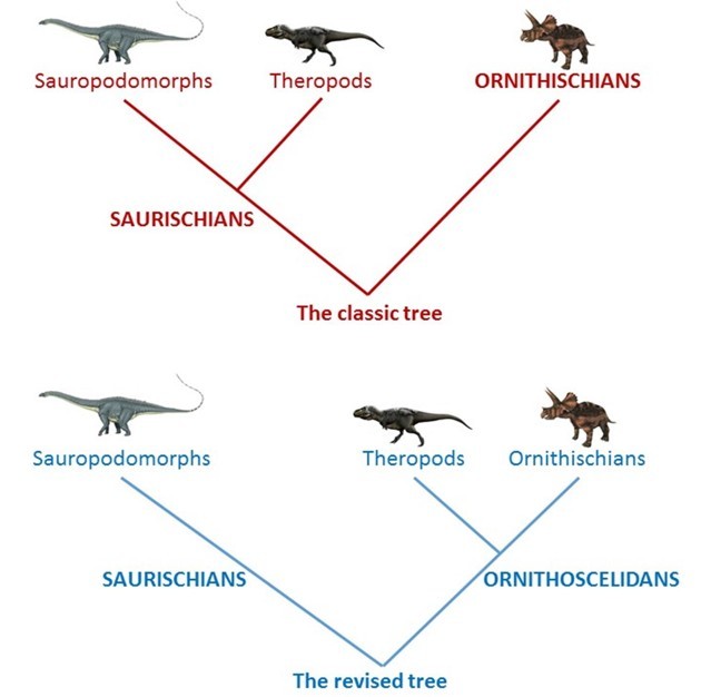 Ученые предлагают пересмотреть классификацию динозавров
