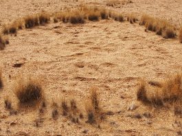 Ученые выяснили причину появления «ведьминых кругов»