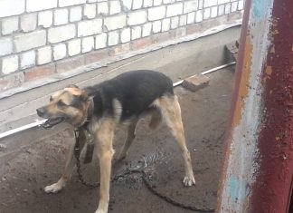 Лечение судорог у собак Судороги