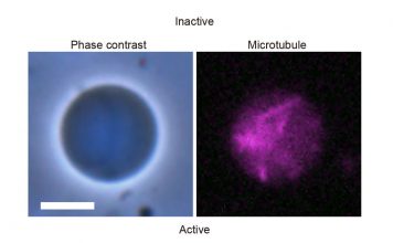 В Японии создали робота-амебу
