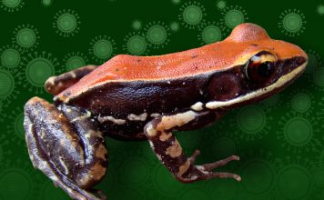 Слизь на коже лягушки может использоваться для борьбы с гриппом