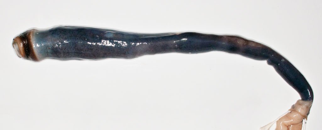 Ученые впервые обнаружили живого гигантского корабельного червя