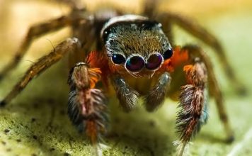 Австралийские ученые открыли 50 новых видов пауков за две недели