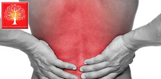 Позвоночник