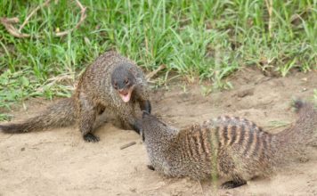 У мангустов нашли склонность выгонять из дома самок