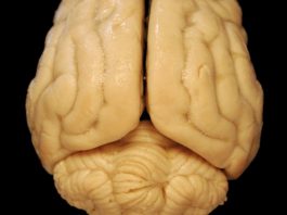 Мозг может работать не так, как предполагали ученые