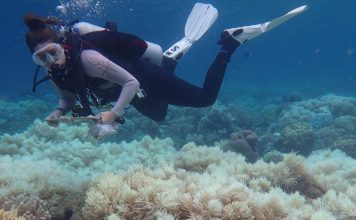 Большой Барьерный риф находится на грани исчезновения