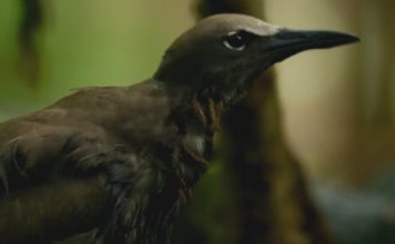 Тропическое растение убивает птиц из-за «причуды эволюции»