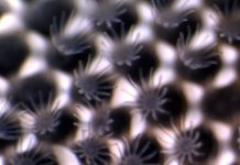 Повышение кислотности океана способно растворить морских животных