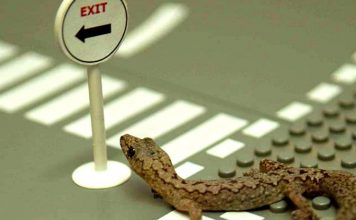 Глобальное потепление может уничтожить ящериц