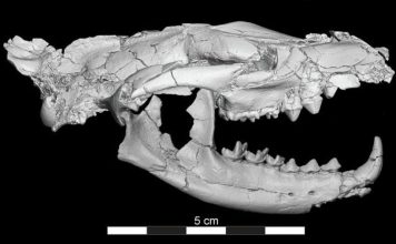Ученый рассказал о сверххищнике с размерами скунса