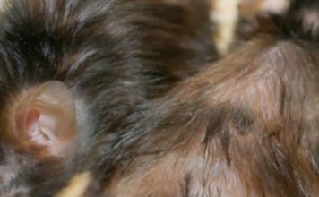 Разработан новый метод пептидной терапии