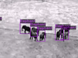 Дроны помогут защитить слонов и носорогов от браконьеров