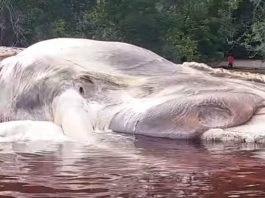 Возле индонезийского острова обнаружили труп морского монстра