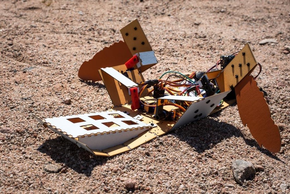 Американские ученые создали "пустынного" робота C-Turtle