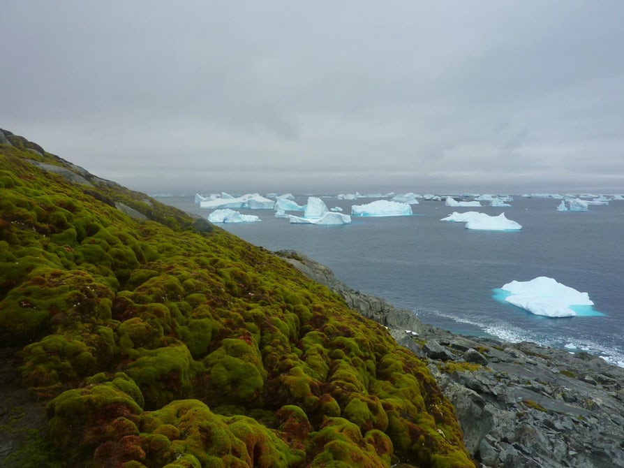 Антарктида становится все зеленее