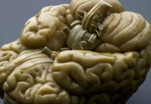 Обучение чтению вызывает изменения в мозге