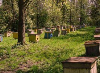 Лесной мед Мед